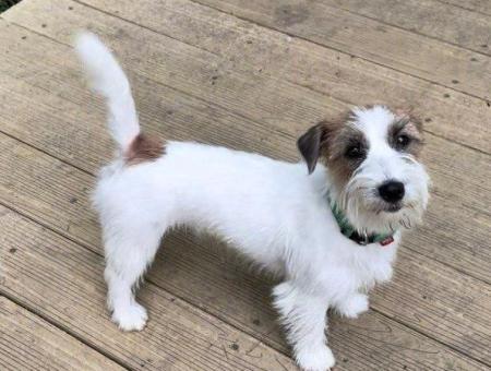 In Teriberka, a dog named Zhuzha learned to look for whales by scent
